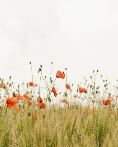 Rhiannon Crispe Occupational therapist blog