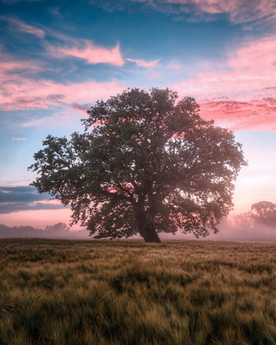 occupational therapy telehealth